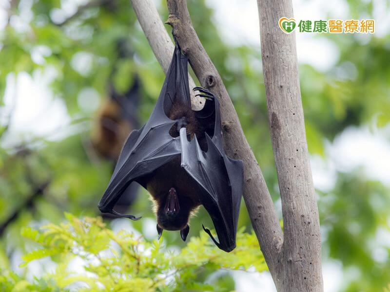 全球首例！　國內蝙蝠檢出新型麗沙病毒